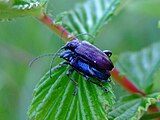 Und noch ein Pärchen in lila und blau.