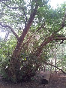 Platylophus trifoliatus White Alder - Harold Porter Garden 1.jpg