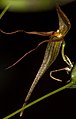 Pleurothallis phalangifera