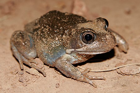 Eastern Banjo Frog, Limnodynastes dumerili, commonly known as the "Pobblebonk"