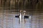 Thumbnail for List of birds of Leicestershire and Rutland