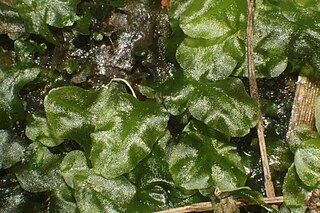 <i>Podomitrium phyllanthus</i> Species of liverwort