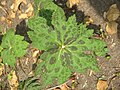 Mottled leaf in spring