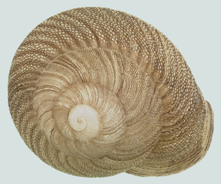 <i>Granodomus lima</i> Species of gastropod