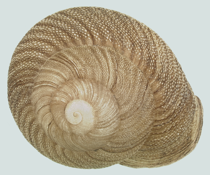 File:Polydontes lima shell.png