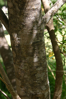 Bark of Polygala myrtifolia - Nature's Valley, South Africa Polygala myrtifolia00.jpg