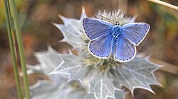 Almindelig blåfugl (Polyommatus icarus)