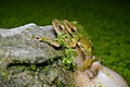 Polypedates megacephalus (mating), Spot-legged tree frog - Khao Nang Phanthurat Forest Park (34388069214).jpg