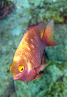 <i>Pomacentrus smithi</i> Species of fish