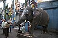 Pondicherry Manakula Vinayagar Temple elephant.JPG