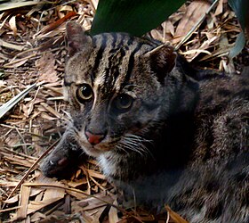 Portrait of a Fishing Cat at Taronga.jpg