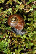 Vorschaubild für Powelliphanta augusta