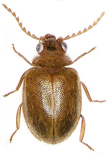 Prionocyphon serricornis.jpg