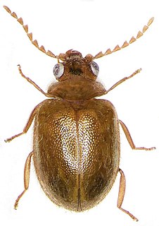 <i>Prionocyphon</i> Genus of beetles