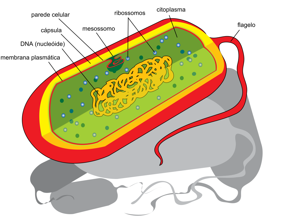 Mi a sápadt spirochete parazita. A spirochete halvány. A szifilisz kórokozója halvány treponema