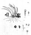 Promenaea stapelioides plate 95, fig. I in: Alfred Cogniaux: Flora Brasiliensis vol. 3 pt. 6 (1904-1906) (Detail)