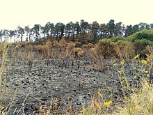 A hilly bushfire that charred Prospect Hill, in Sydney. Prospect Hill bushfires.jpg