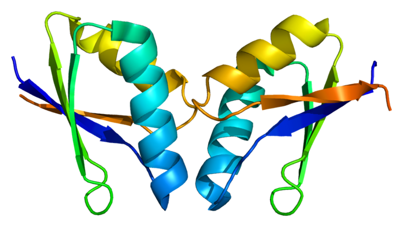 File:Protein ATOX1 PDB 1fe0.png