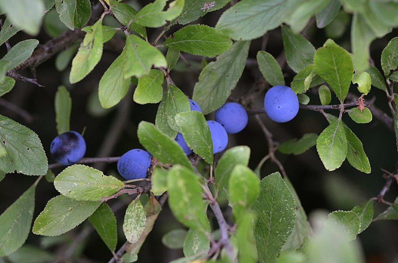 File:Prunus spinosa (6999780294).jpg