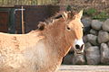 Deutsch: Przewalski-Pferd English: Przewalski's Horse