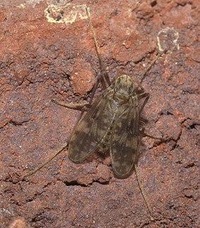 <i>Psectrotanypus dyari</i> Species of fly