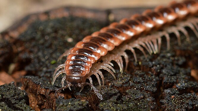 Pseudopolydesmus canadensis