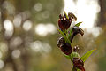 Pterostylis sanguinea