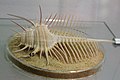 Murex pecten