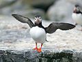 On Machias Seal Island, Gulf of Maine