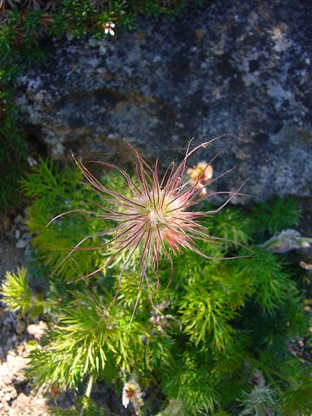 File:Pulsatilla vulgaris mill. 2007-06-02 (flower).jpg