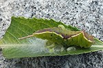 Thumbnail for File:Puss Moth (Cerura vinula) Caterpillar with parasite - geograph.org.uk - 3599281.jpg