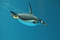 Gentoo penguin (Aves)