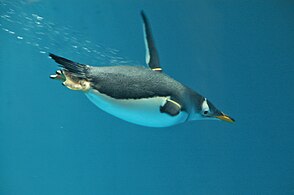 Pygoscelis papua -Nagasaki Penguin Aquarium -swimming underwater-8a.jpg