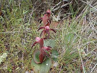 Pyrorchis nigricans habit Pyrorchis nigricans 02.jpg