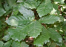 Quercus hartwissiana 1.jpg