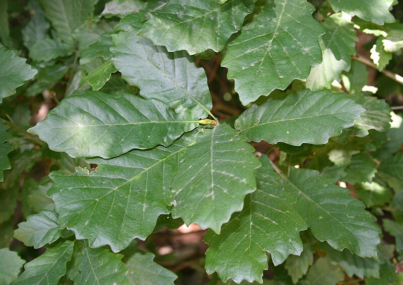 File:Quercus hartwissiana 1.jpg