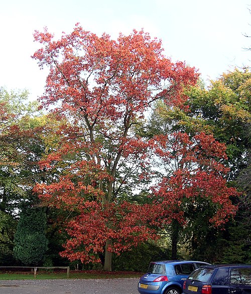 Quercus rubra