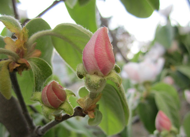 A quince's flower bud with spirally folded petals