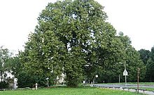 Röth-Linde, Münchens ältester Baum