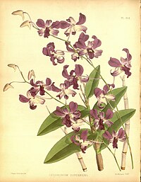 plate 312 Dendrobium × superbiens