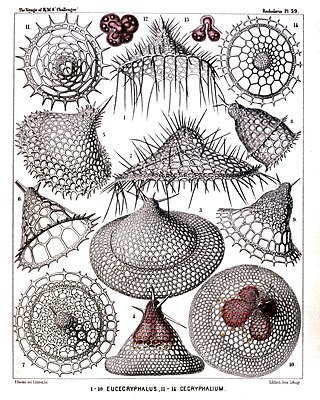 <i>Clathrocyclas</i> Genus of single-celled organisms