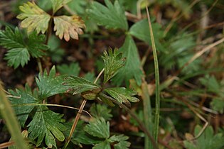 Ranunculus eschscholtzii