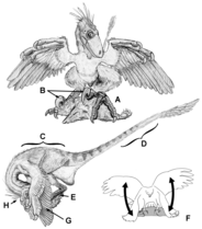 Illustration showing a predatory dinosaur using its claws to hold down prey