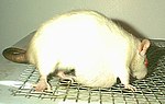 Thumbnail for File:Rat Mammary Cyst.JPG