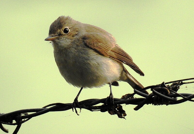 File:Red-breatsed Flycatcher Ficedula parva by Dr. Raju Kasambe DSCN6899 (11).jpg