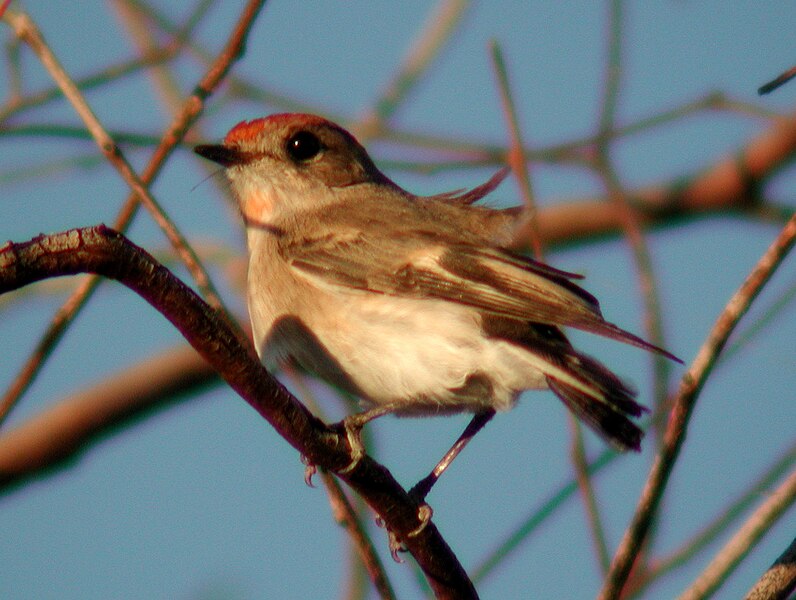 File:Red-capped Robin currawinya.JPG