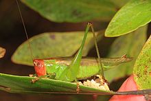 Rotköpfige Wiese Katydid - Orchelimum erythrocephalum, grüner Sumpf, Versorgung, North Carolina.jpg