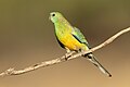 Red-rumped Parrot (Psephotus haematonotus) male, Patchewollock Conservation Reserve, Victoria, Australia