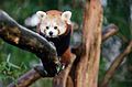 Red Panda (15982832647).jpg