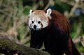 Red Panda (16135630454).jpg